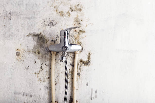 Best Local Mold Removal Service  in Florence Graham, CA