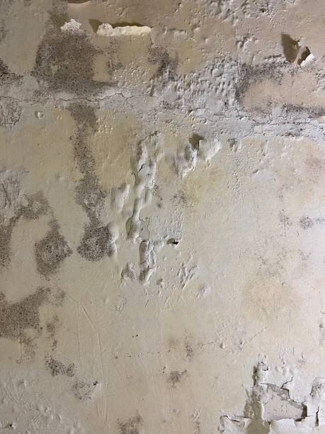 Crawl Space Mold Removal in Florence Graham, CA