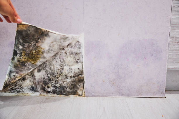 Best Mold Cleaning Services  in Florence Graham, CA